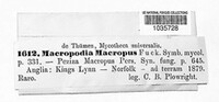 Helvella macropus image